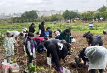 수원특례시, 탑동시민농장에서 감자 캐고 맛보는 가족 수확체험합니다~