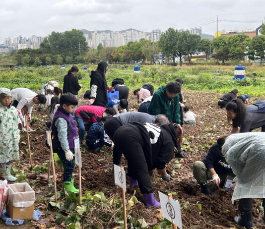 수원특례시, 탑동시민농장에서 감자 캐고 맛보는 가족 수확체험합니다~