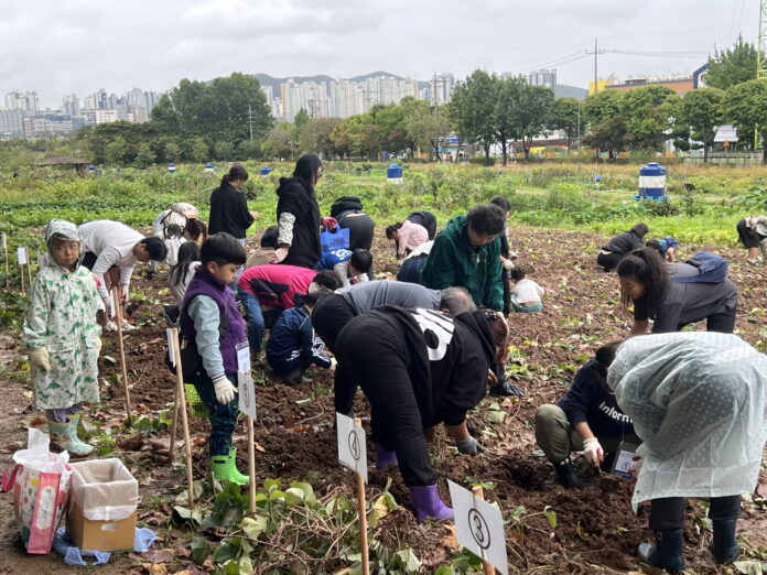 2.수원특례시탑동시민농장에서감자캐고맛보는가족수확체험